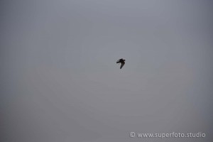 DSC 3082100