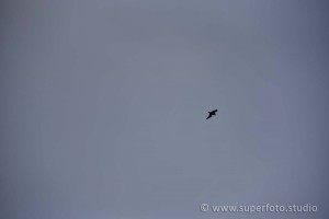 DSC 3085103