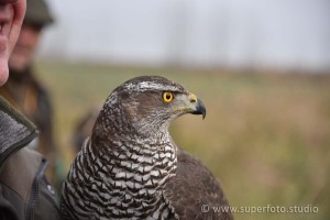 DSC 3092106