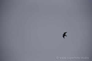 DSC 3099113