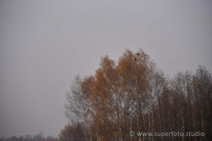 DSC 3103117
