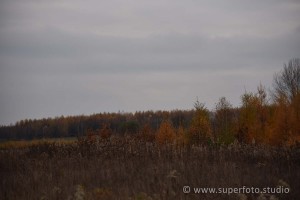 DSC 3178169