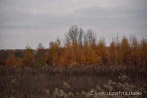 DSC 3179170