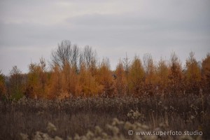 DSC 3180171