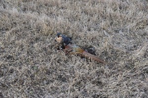 DSC 3204194