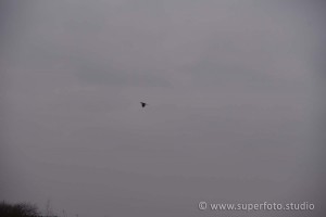 DSC 3255218
